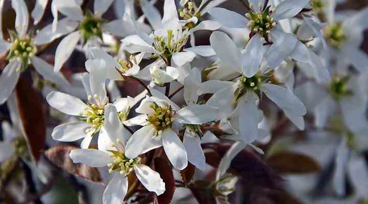 Serviceberry (Amelanchier)