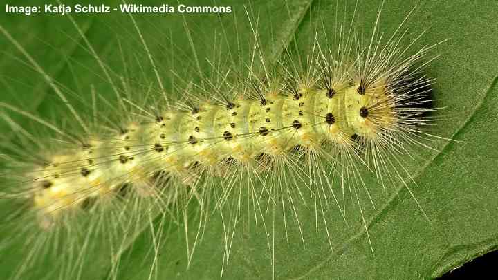 Tent Worms: 10 Effective Ways to Get Rid of Tent Caterpillars