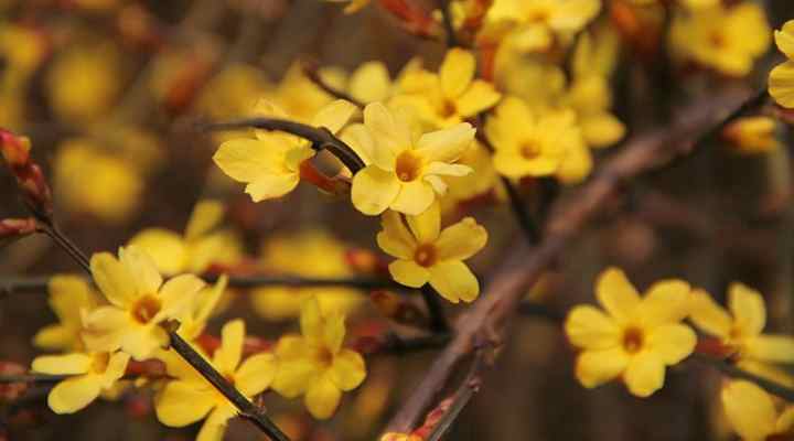 Winter Jasmine (Jasminum nudiflorum)