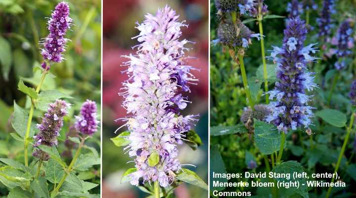 Anise Hyssop (Agastache Foeniculum): Plant Care and Growing Guide