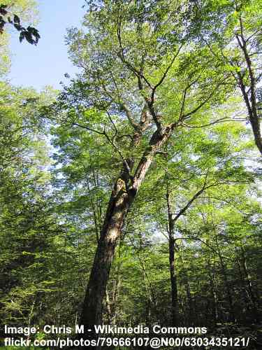 How to Identify a River Birch Tree