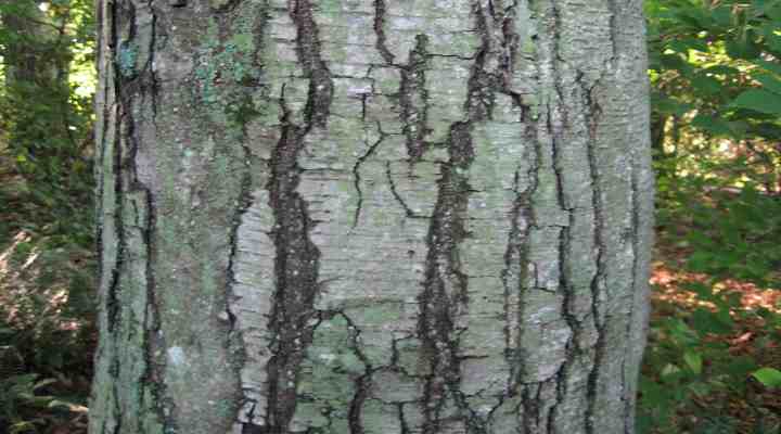 birch-trees-types-leaves-bark-identification-with-pictures