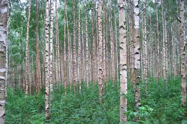 Birch Trees Types Leaves Bark Identification With Pictures