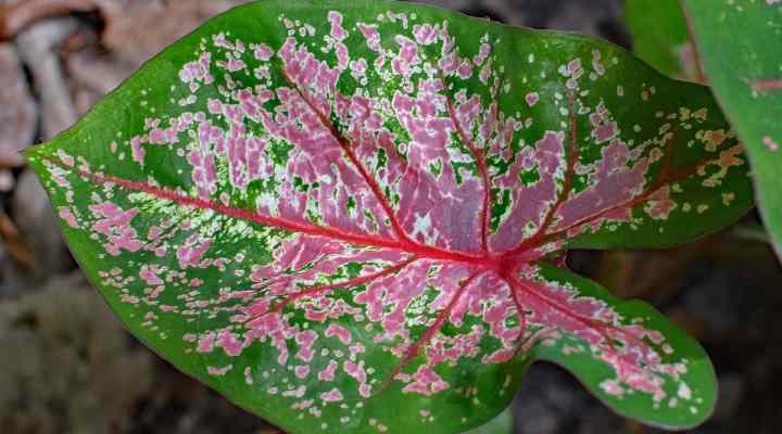 Caladium ‘Carolyn Whorton’