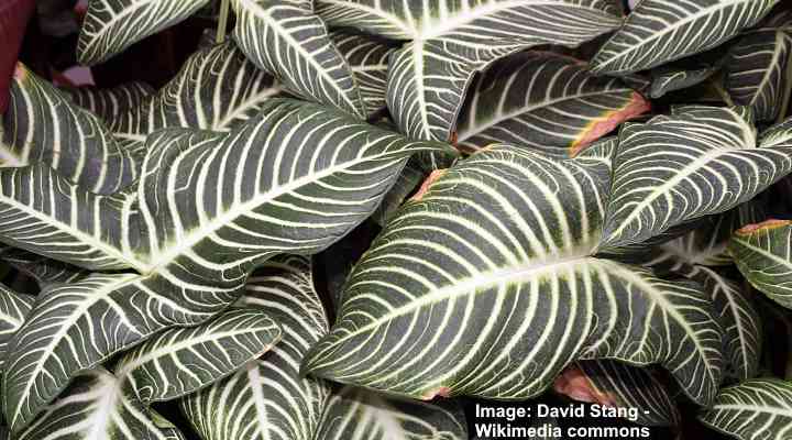 Caladium Plant Care Indoors And Outdoors With Pictures