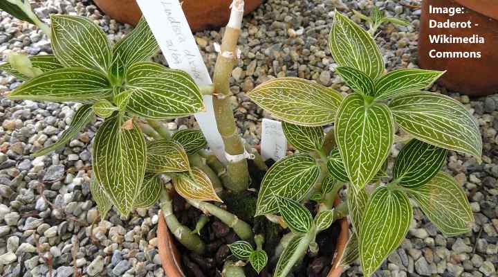 Jewel Orchid (Ludisia Discolor): Care and Growing Guide