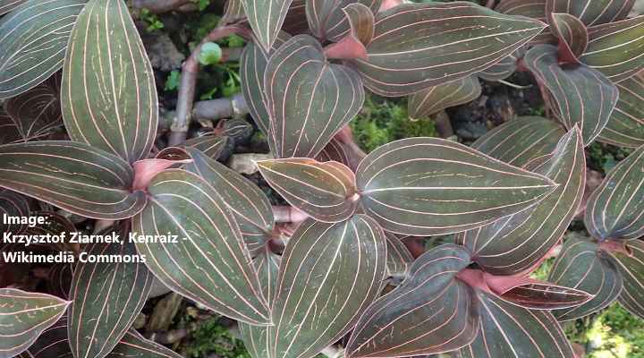 Jewel Orchid (Ludisia Discolor): Care and Growing Guide