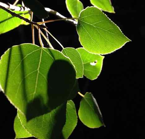 Chinese Aspen Tree (Populus adenopoda)