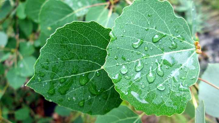 Korean Aspen Tree (Populus davidiana)
