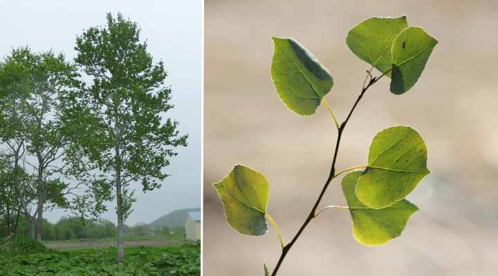 Japanese Aspen Tree (Populus sieboldii)