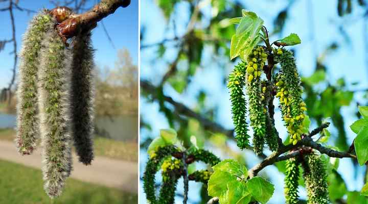 Populus tremula catkins