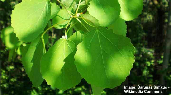 Populus tremula leaves