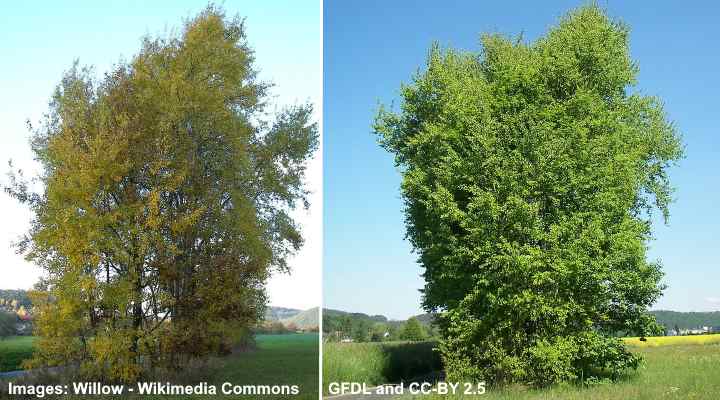 European Aspen Tree (Populus tremula)