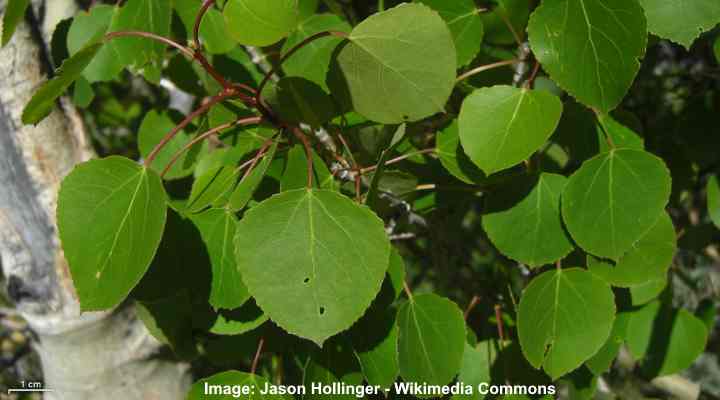 Populus tremuloides leaves