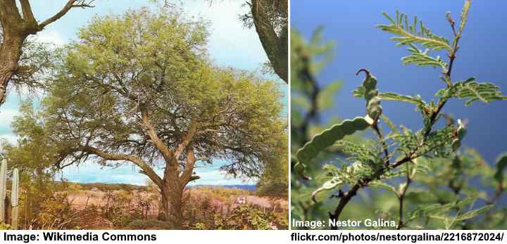 Witte Mesquite Boom (Prosopis alba)