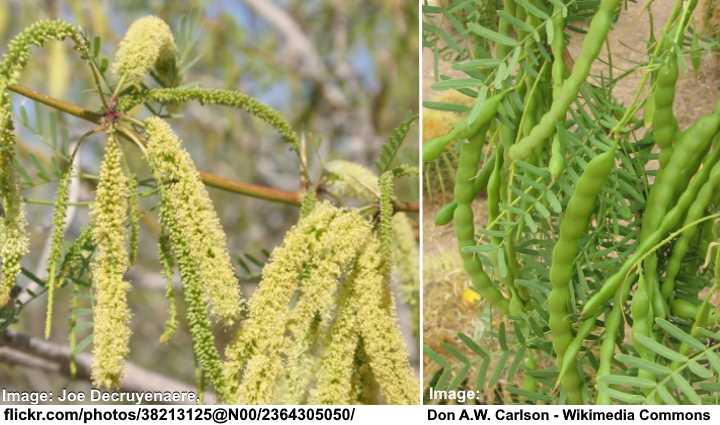 Prosopis glandulosa bloemen en zaadpeulen