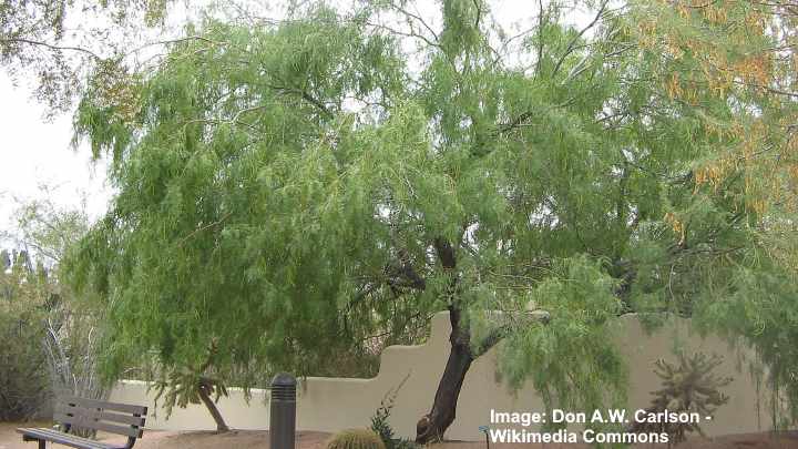 Honey Mesquite Tree (Prosopis glandulosa)