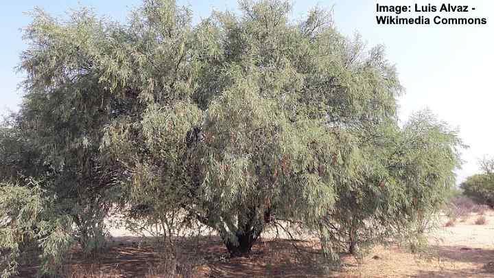 gladde Mesquiteboom (Prosopis laevigata)