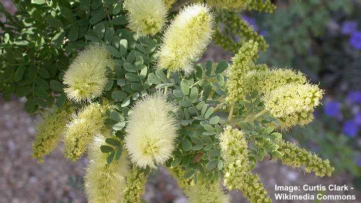  Prosopis pubescens flowers