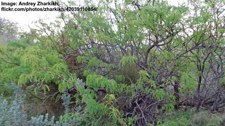  Schroefbean Mesquite boom (Prosopis pubescens)