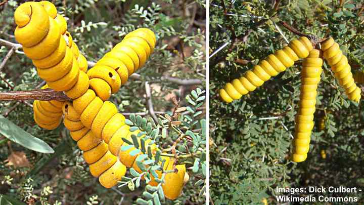  kruipende Mesquiteboom (Prosopis strombulifera)