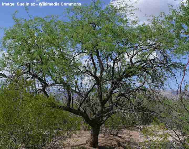 Mesquite Trees: Types, Leaves, Flowers, Bark - Identification (Pictures)