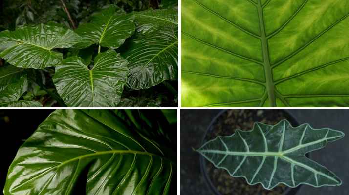 34 Plants With Large Leaves (Pictures) -