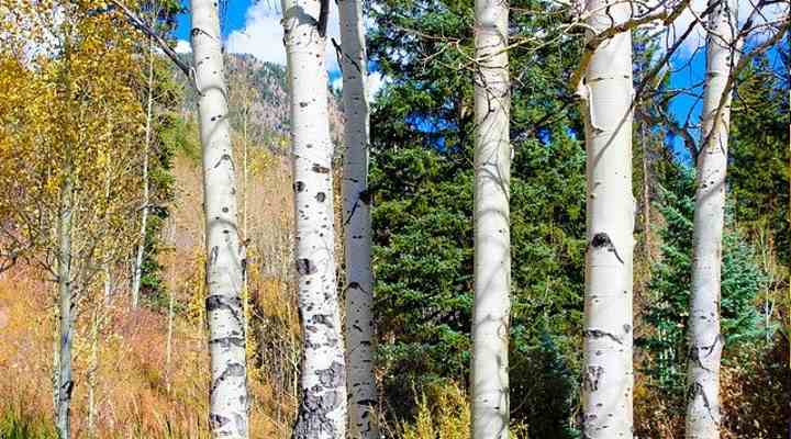 Aspen Tree Bark