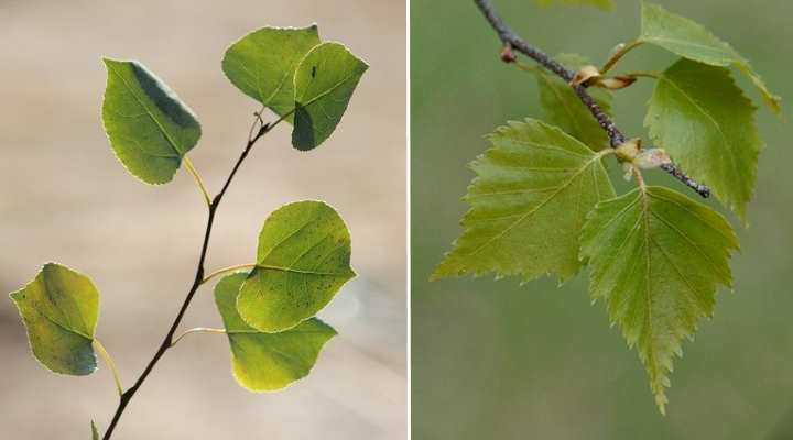 aspen vs birch leaves