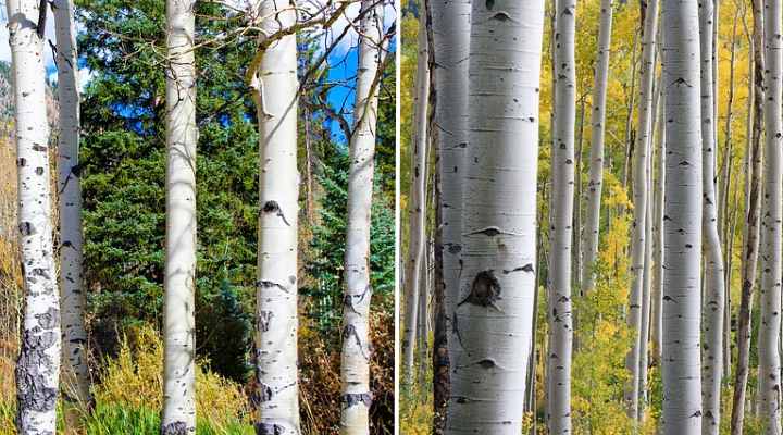 Aspen tree trunks (left) are very similar to birch trunks (right)