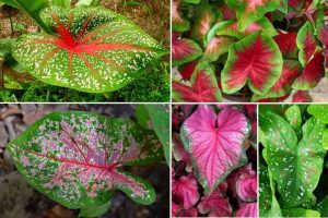 Caladium Plants: Leaves, Flowers, Types and Care (With Pictures)