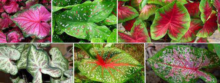 Caladium Plants: Leaves, Flowers, Types and Care (With Pictures)