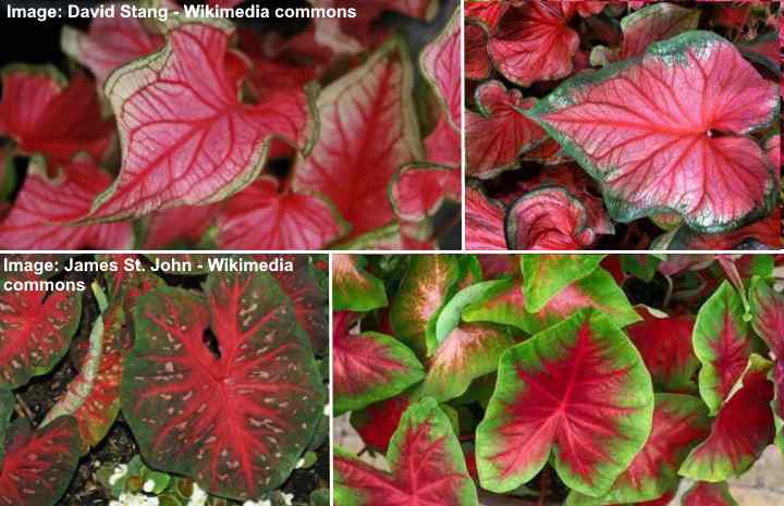 50 Red Houseplants (Including Plants with Red and Green Leaves)