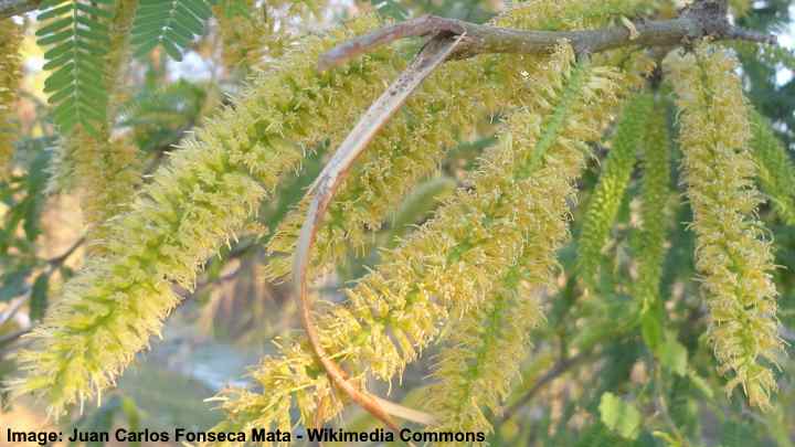 argentine mesquite tree arizona