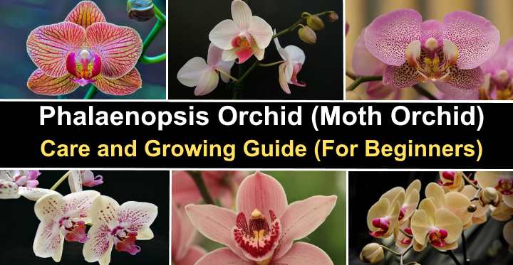 How To Look After A Moth Orchid