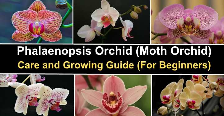 Sphagnum moss  Orchid care & Tips