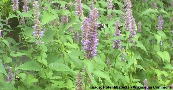 Agastache foeniculum