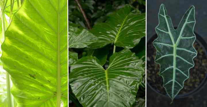 are elephant ear plants toxic to dogs