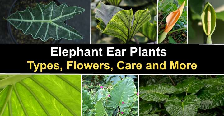 Colocasia Elephant Ear Bulbs Caladium Plant Perennial Tropical Esculenta Rare