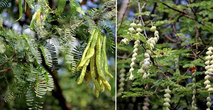 round seed pods trees texas