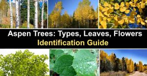 Aspen Trees: Types, Leaves, Flowers (Including Quaking Aspen)