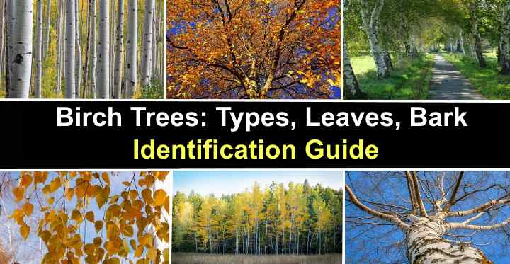 Birch Trees: Types, Leaves, Bark - Identification (With Pictures)