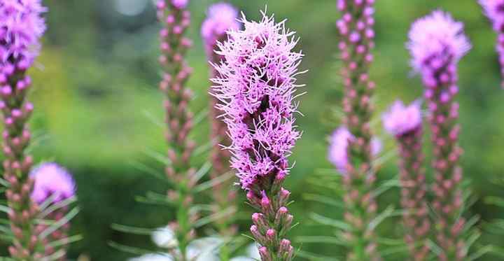 Gayfeather Liatris Spicata Care Growing Guide And Types Pictures