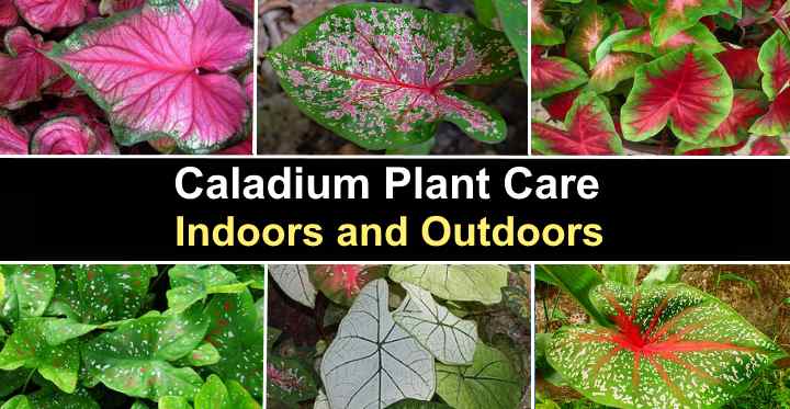 Caladium Plant Care Indoors And Outdoors With Pictures