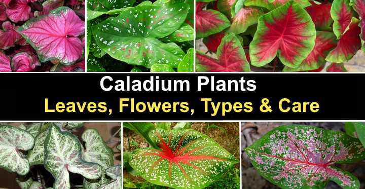 Caladium Plants: Leaves, Flowers, Types and Care (With Pictures)