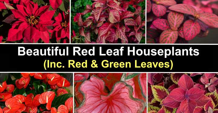 50 Red Leaf Houseplants Including Plants With Red And Green Leaves