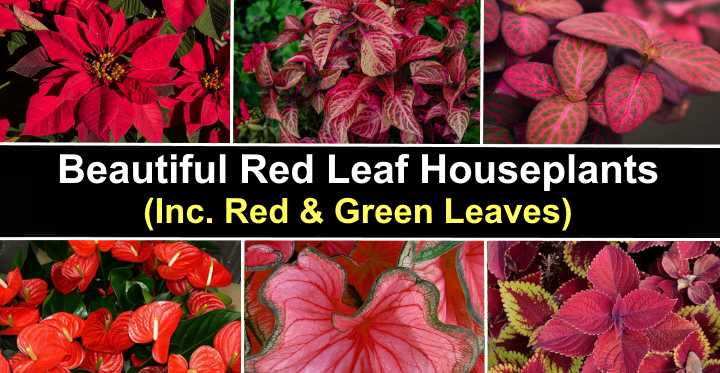 Red Leaf Houseplants Including Plants With Red And Green Leaves