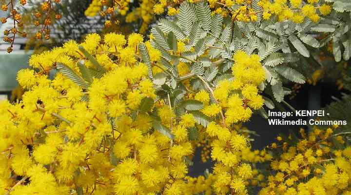 Acacia baileyana flowers leaves