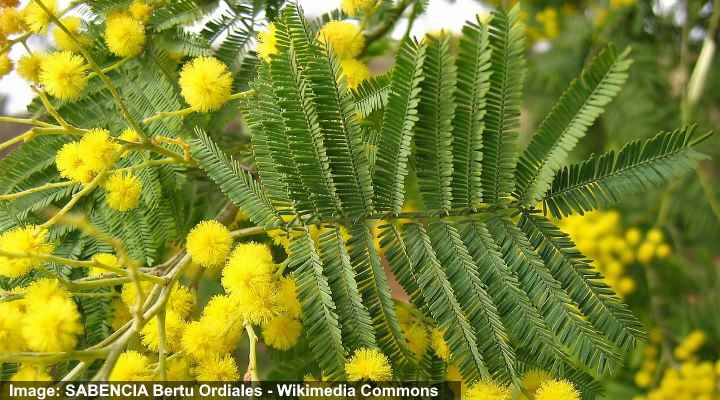 Acacia Trees: Types, Leaves, Flowers, Thorns - Identification (With  Pictures)