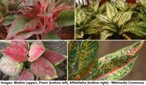 Colorful Indoor Plants: Colorful Leafy Plants (Red, Pink, Purple, White)